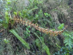 Vriesea macrostachya