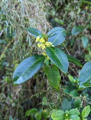 Cestrum citrifolium