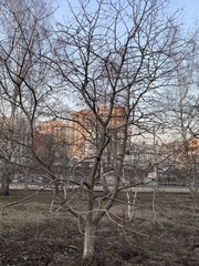 Sorbus aucuparia