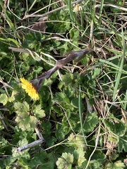 Tussilago farfara