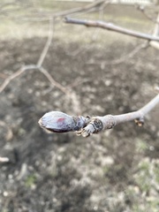 Sorbus aucuparia
