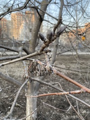 Sorbus aucuparia