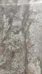 Ramalina europaea