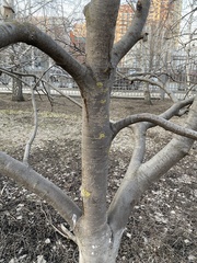 Sorbus aucuparia