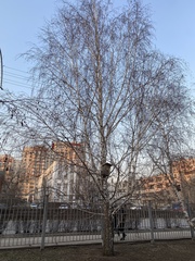 Betula pendula