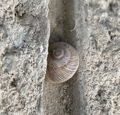 Xerarionta intercisa