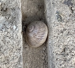 Xerarionta intercisa