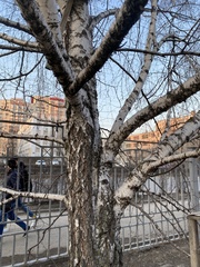 Betula pendula