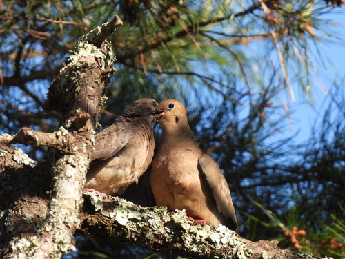 Mourning Dove photographed in Louisiana