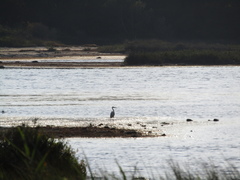 Ardea alba