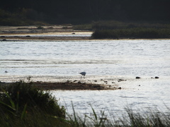 Ardea alba