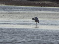 Ardea alba