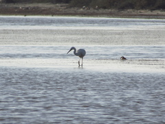 Ardea alba