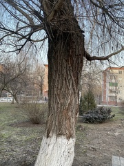 Salix