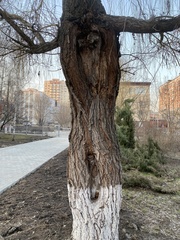 Salix