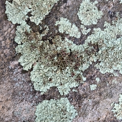 Xanthoparmelia viriduloumbrina