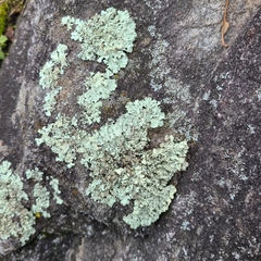 Xanthoparmelia viriduloumbrina