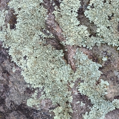 Xanthoparmelia viriduloumbrina