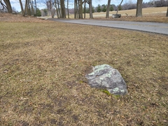 Xanthoparmelia viriduloumbrina