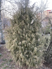 Juniperus