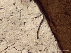 Epictia