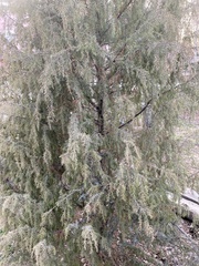 Juniperus