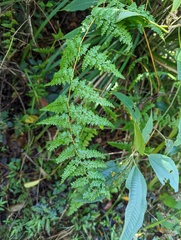 Odontosoria aculeata