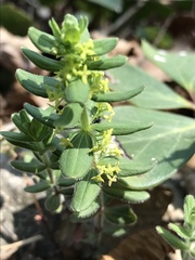 Cruciata glabra