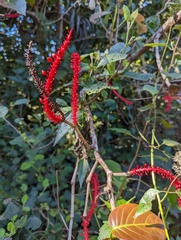 Coccoloba sintenisii
