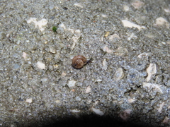 Microxeromagna lowei