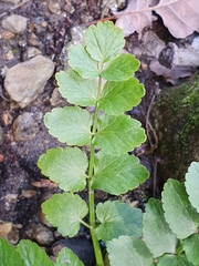 Helosciadium nodiflorum image