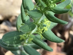Cruciata glabra