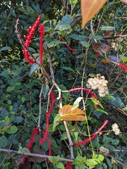 Coccoloba sintenisii