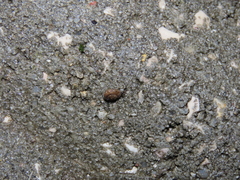 Microxeromagna lowei