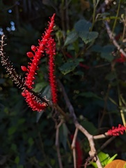 Coccoloba sintenisii