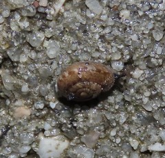 Microxeromagna lowei