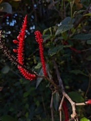 Coccoloba sintenisii