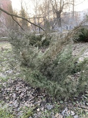 Juniperus