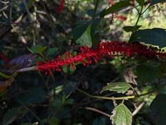 Coccoloba sintenisii
