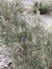 Juniperus