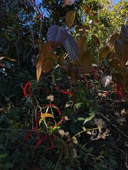 Coccoloba sintenisii