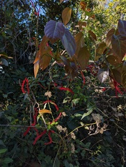 Coccoloba sintenisii