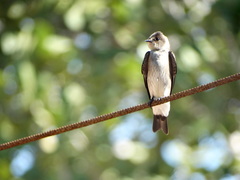 Stelgidopteryx serripennis ridgwayi