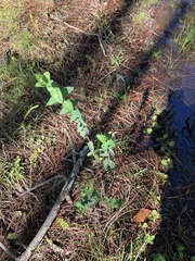 Hypericum tetrapetalum