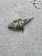 Ogcocephalidae
