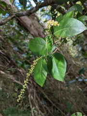 Coccoloba pyrifolia