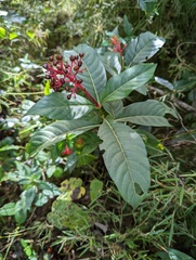 Palicourea crocea