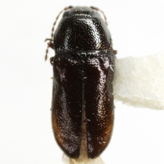 Mastogenius subcyaneus