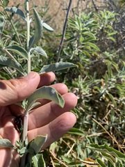 Salvia apiana × mellifera