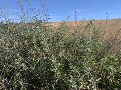 Salvia apiana × mellifera